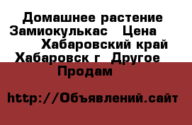 Домашнее растение Замиокулькас › Цена ­ 2 000 - Хабаровский край, Хабаровск г. Другое » Продам   